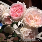 The Wedgwood Rose The Wedgwood Rose