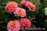 Augusta Luise Augusta Luise