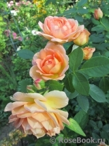 Lady of Shalott Lady of Shalott