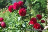 Rose des 4 Vents Rose des 4 Vents