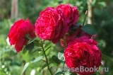 Rose des 4 Vents Rose des 4 Vents