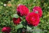 Rose des 4 Vents Rose des 4 Vents