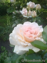 Chandos Beauty Chandos Beauty