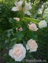 Chandos Beauty Chandos Beauty