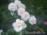 Chandos Beauty Chandos Beauty