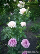 Chandos Beauty Chandos Beauty