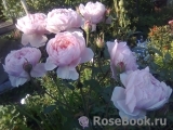 The Alnwick Rose The Alnwick Rose
