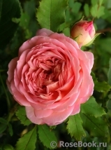 Jubilee Celebration® Jubilee Celebration®