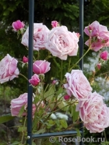 Blossomtime Blossomtime