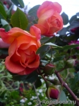 Lady of Shalott Lady of Shalott