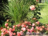 Coral Drift ® Coral Drift ®