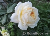 Crocus Rose® Crocus Rose®