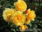 Golden Celebration® Golden Celebration®