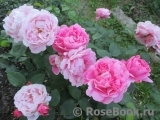 Mary Rose Mary Rose