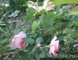 The Alnwick Rose The Alnwick Rose