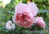 The Alnwick Rose The Alnwick Rose