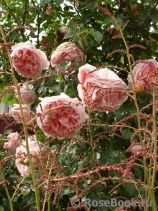 Abraham Darby Abraham Darby