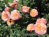 Augusta Luise Augusta Luise