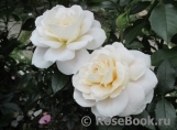 Lions Rose Lions Rose