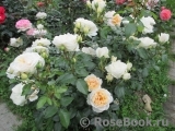 Lions Rose Lions Rose