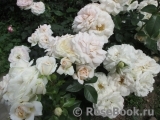 Lions Rose Lions Rose
