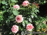 Poesie Poesie