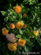 Gartenspass ® Gartenspass ®