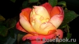 Konigin der Rosen Konigin der Rosen