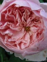 The Alnwick Rose The Alnwick Rose