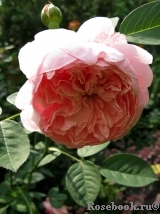 The Alnwick Rose The Alnwick Rose