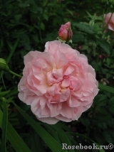 Strawberry Hill Strawberry Hill