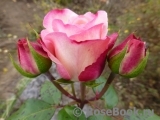 Belle Perle Belle Perle