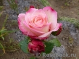 Belle Perle Belle Perle