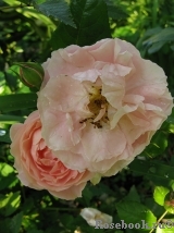Strawberry Hill Strawberry Hill