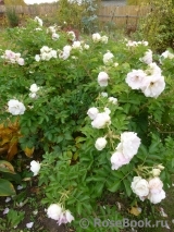Ritausma Ritausma