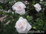 Aspirin Rose Aspirin Rose