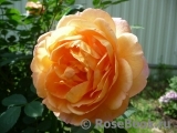 Lady of Shalott Lady of Shalott
