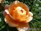 Lady of Shalott Lady of Shalott