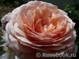 A Shropshire Lad A Shropshire Lad