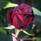 Black Baccara Black Baccara