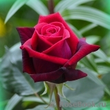 Black Baccara Black Baccara