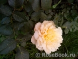 English Garden® English Garden®