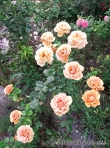 Ashram Ashram