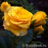 Bernstein-Rose Bernstein-Rose