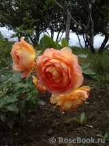 Lady of Shalott Lady of Shalott