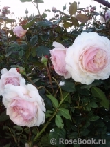 A Shropshire Lad A Shropshire Lad