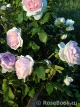 The Wedgwood Rose The Wedgwood Rose