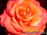 Tropicana Tropicana