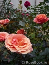 Ashram Ashram