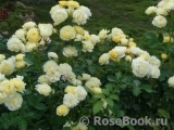 Golden Border Golden Border